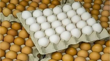 تراجع سعر كرتونة البيض اليوم الأربعاء 5-11-2025 مع توقعات هبوط قريب